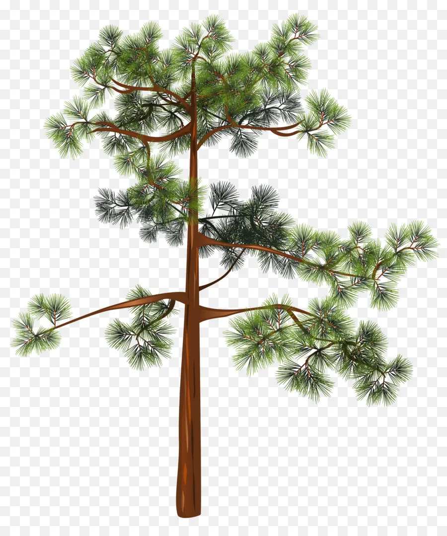 Pino，Árbol PNG