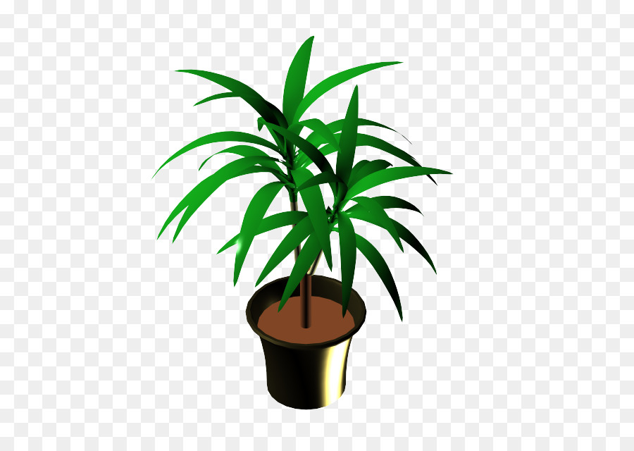 Arecaceae，Maceta PNG