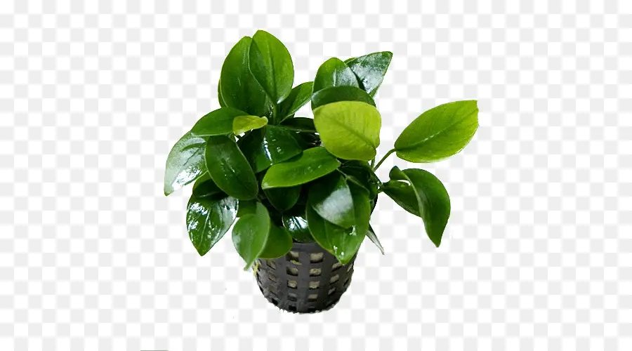 Anubias Barteri Var Nana，Acuario PNG