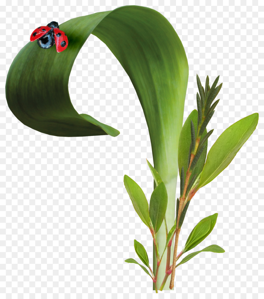 Escarabajo，Mariquita PNG