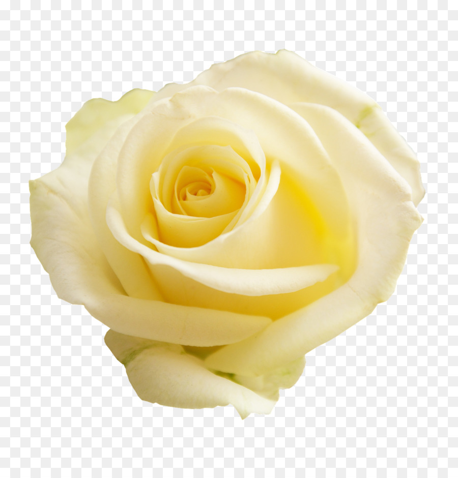 Rosa Blanca，Floración PNG