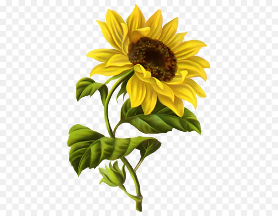 Dibujo，Común De Girasol PNG