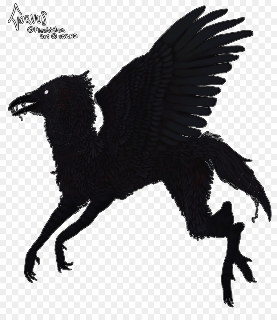 Pico，Aves PNG