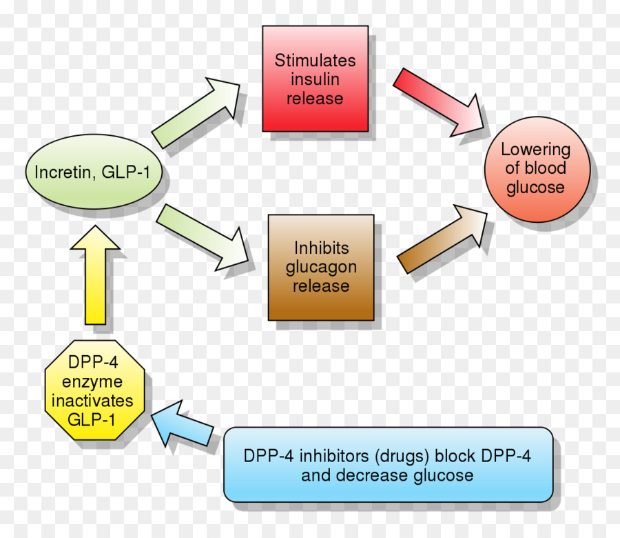 Glucagonlike Peptide1，Glucagonlike Peptide1 Receptor Agonista PNG