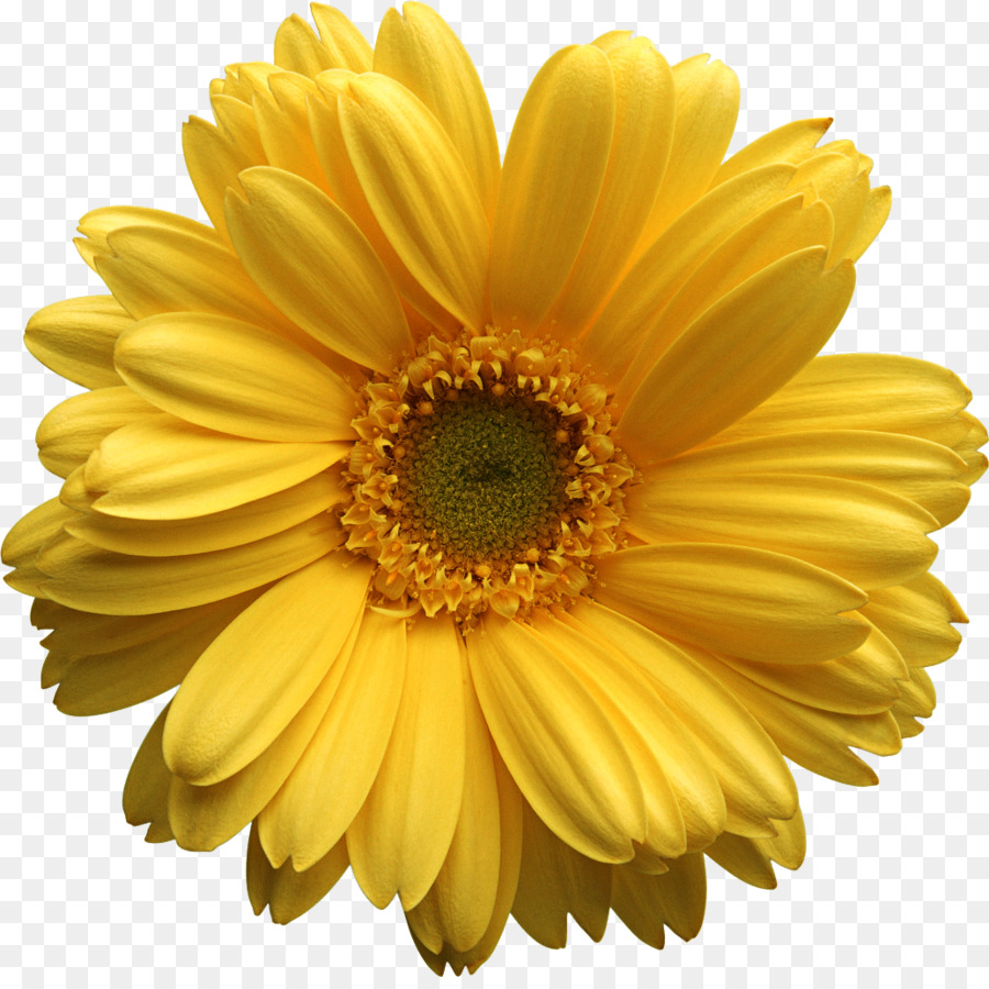 Girasol Amarillo，Planta PNG