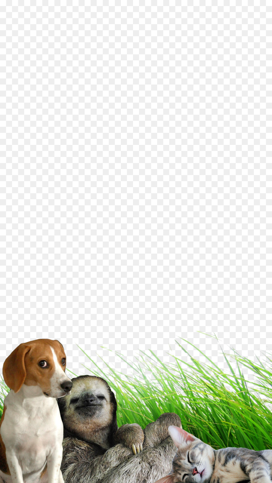 Raza De Perro，Cachorro PNG