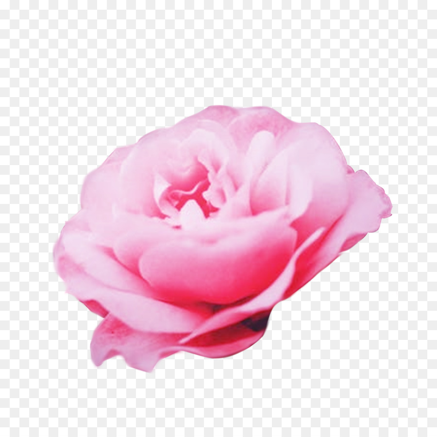 Las Rosas De Jardín，Col Rosa PNG