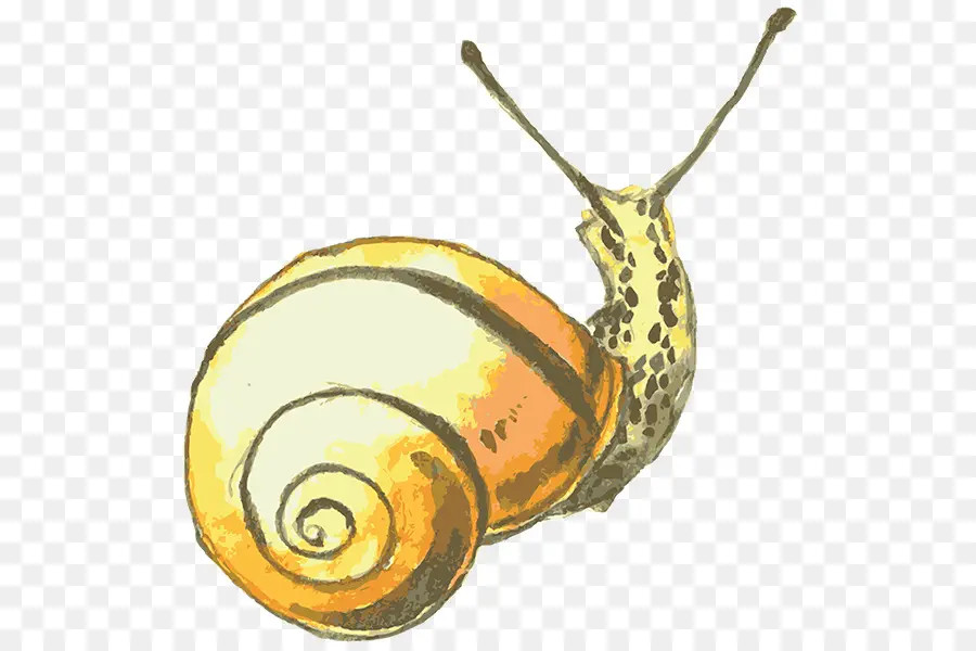 Caracol，Caparazón PNG