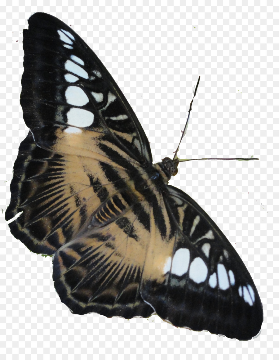 Mariposa，Marrón PNG