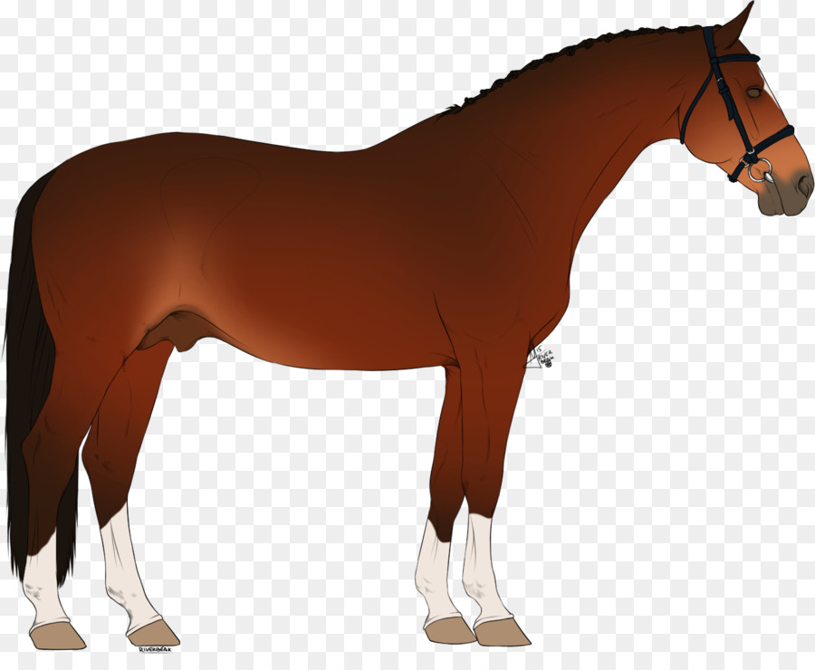 Caballo，Pony PNG