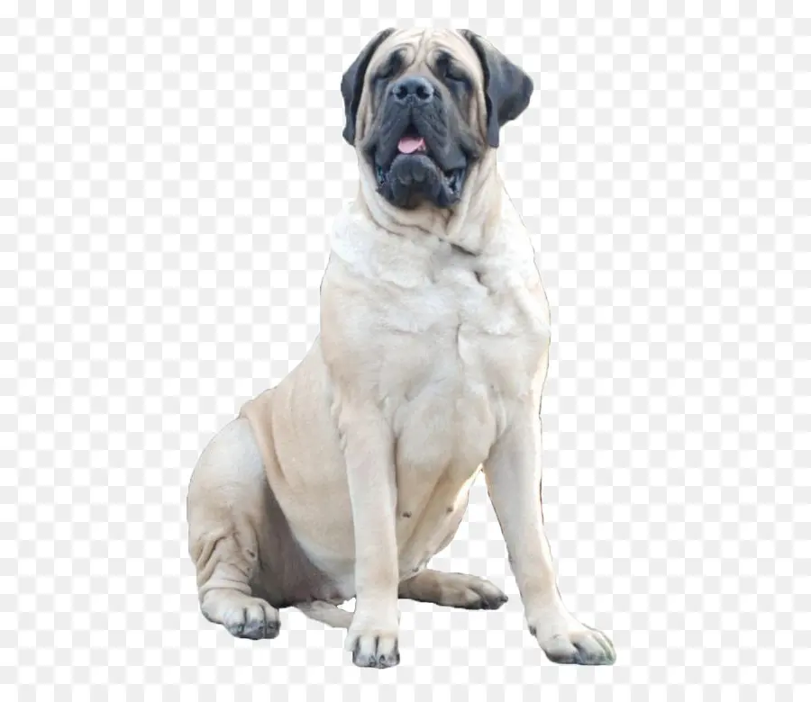 Mastín Inglés，Bullmastiff PNG