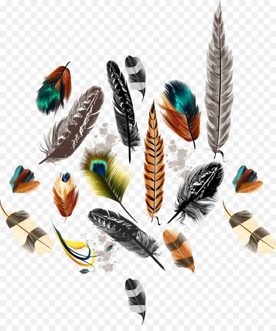 Plumas，Vistoso PNG