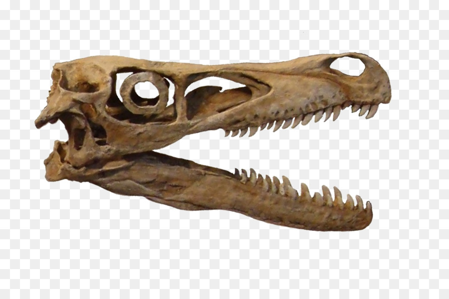 Velociraptor，Tyrannosaurus PNG