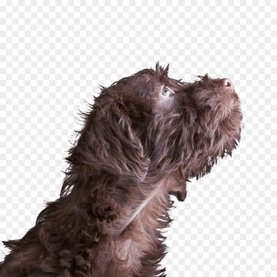 Perro，Pelo PNG