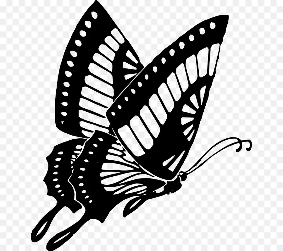 Mariposa，Dibujo PNG