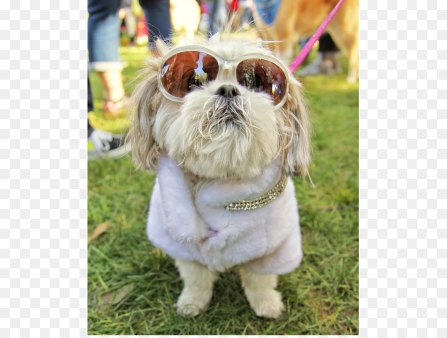 Shih Tzu，El Lhasa Apso PNG