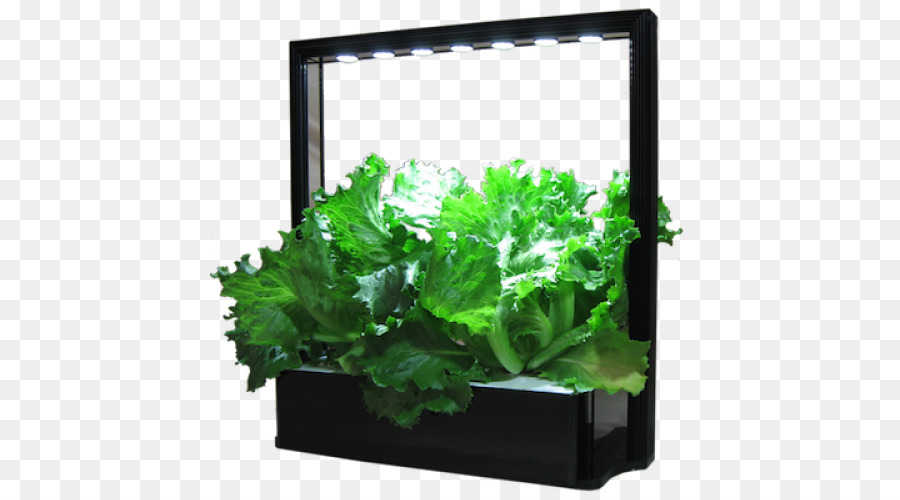 Vegetal，Lechuga PNG