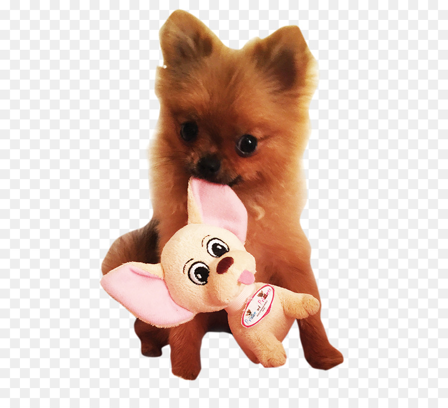 German Spitz Pequeño，Pomerania PNG