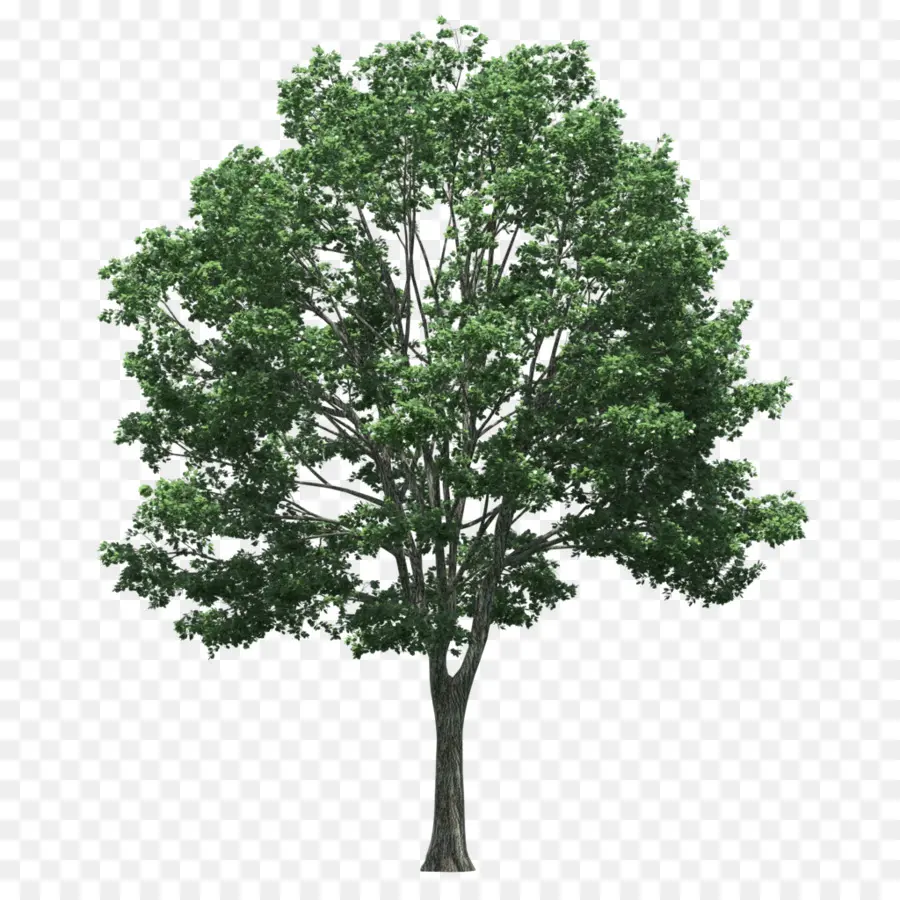 árbol，Planta PNG