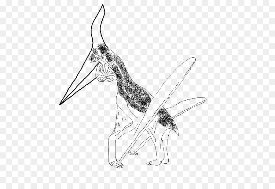 Pteranodon，Dibujo PNG