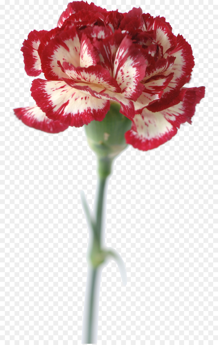 Flores De Clavel，Rosa PNG