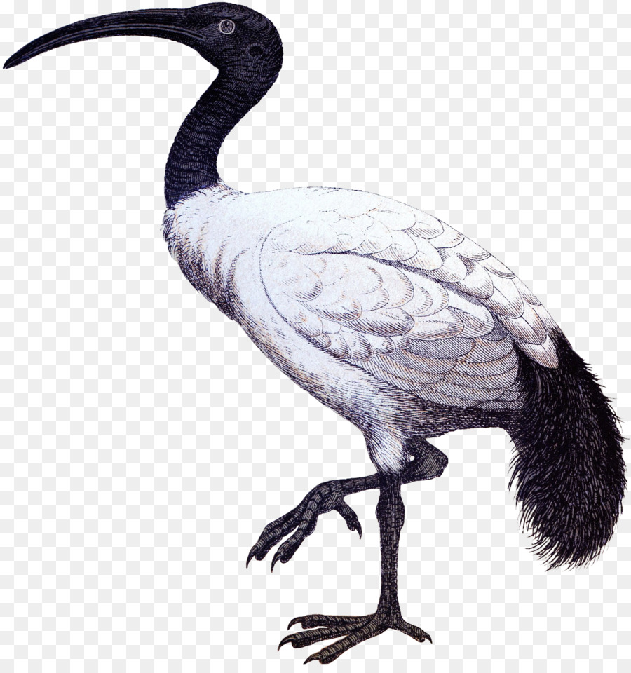 Ibis，Cygnini PNG