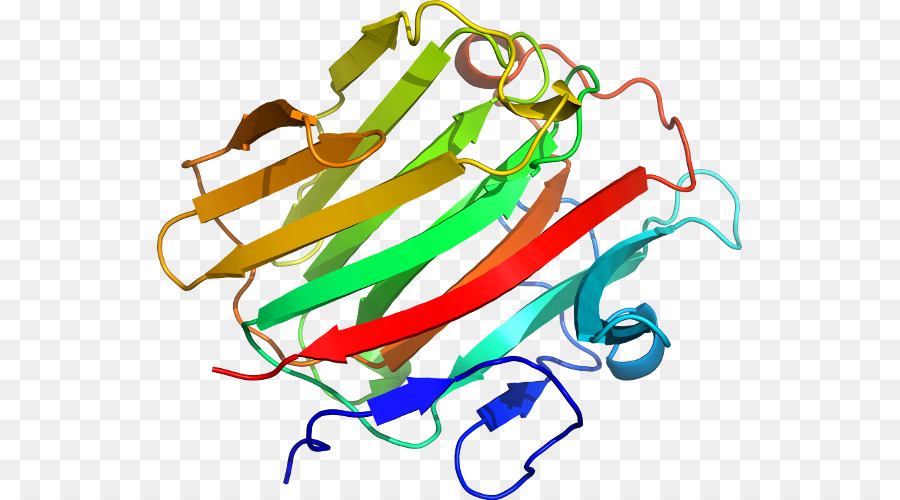 Estructura De La Proteína，Biología PNG