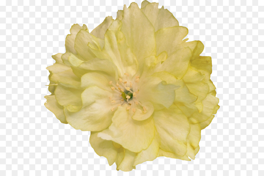 Clavel Naranja，Florecer PNG