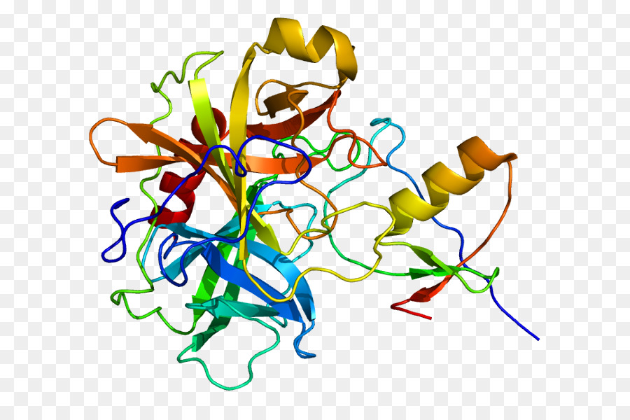 Estructura De La Proteína，Biología PNG