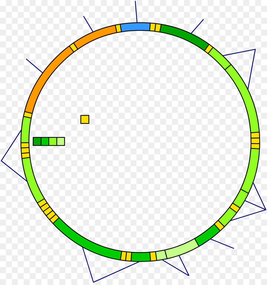 El Adn Mitocondrial，Adn PNG