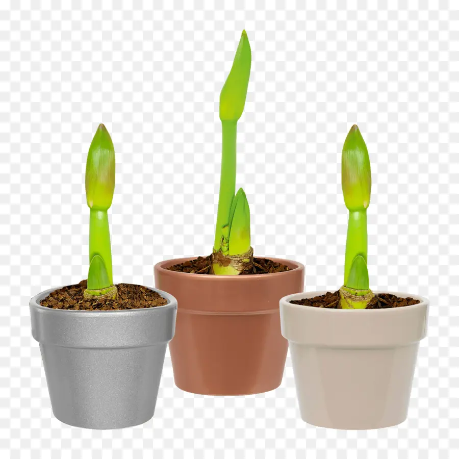 Aldi，Planta PNG