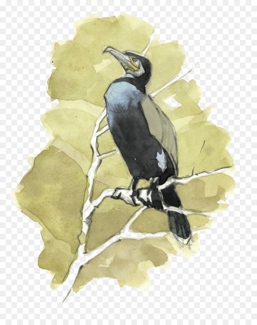 Pico，Aves PNG