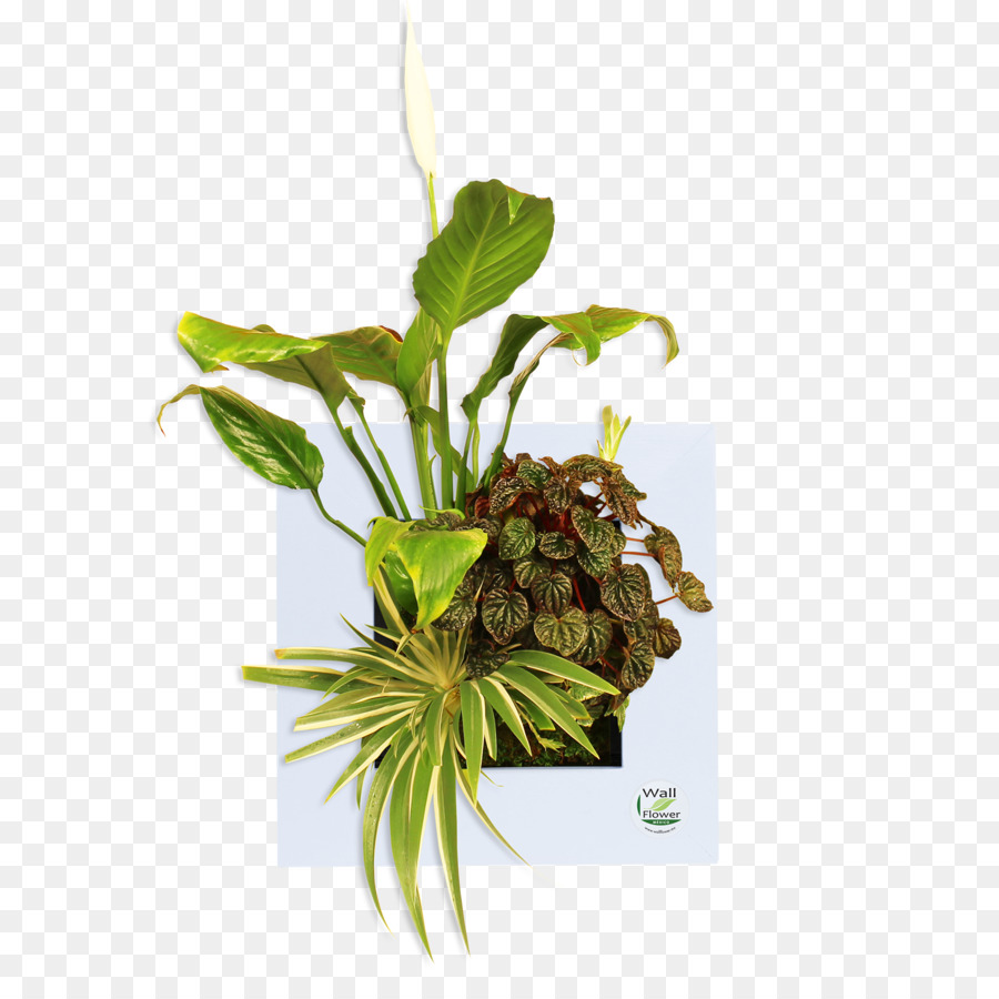 Hoja，Maceta PNG