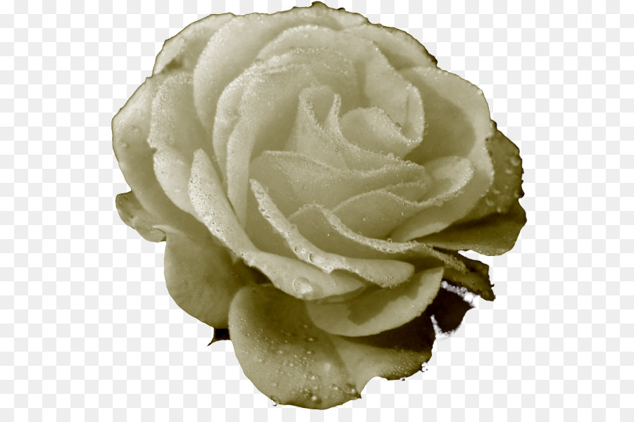 Las Rosas De Jardín，Col Rosa PNG