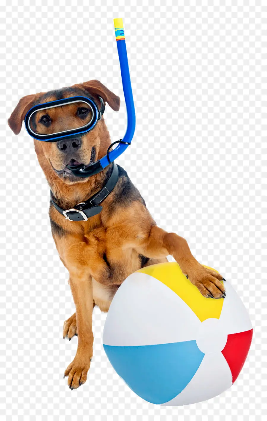 Bola，Perro PNG