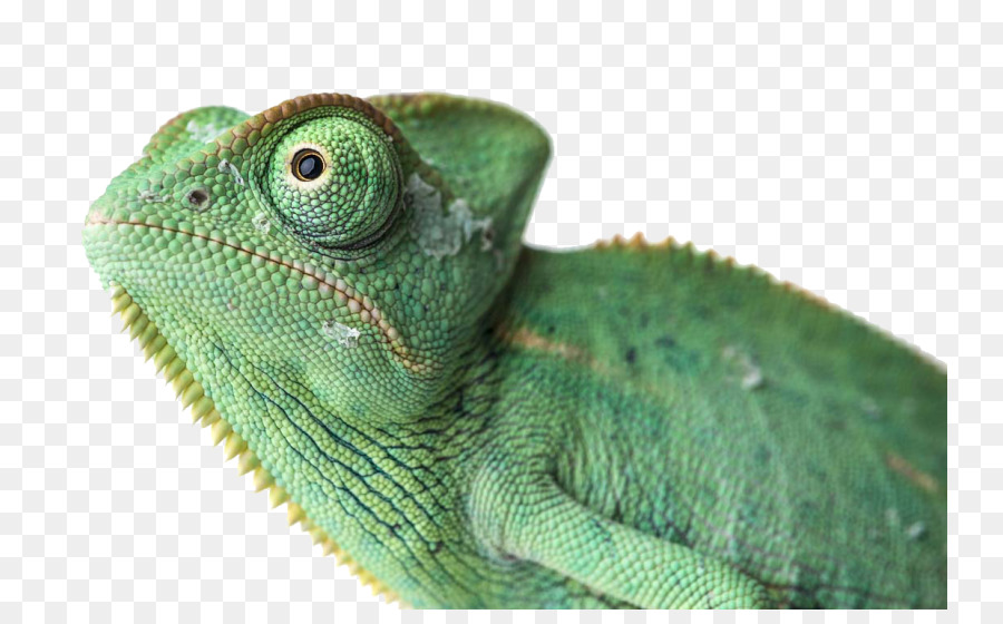 Iguana Verde，Lagarto PNG