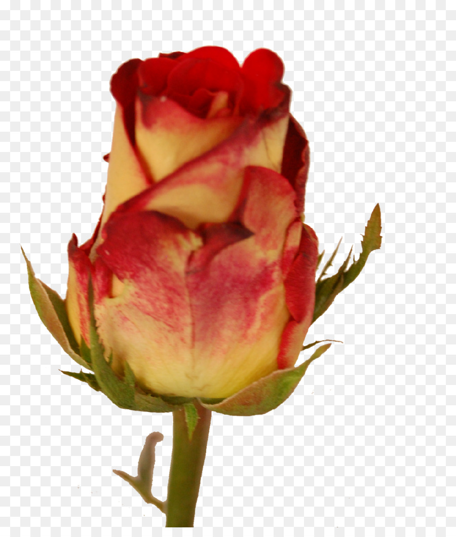 Rosa Roja，Amar PNG