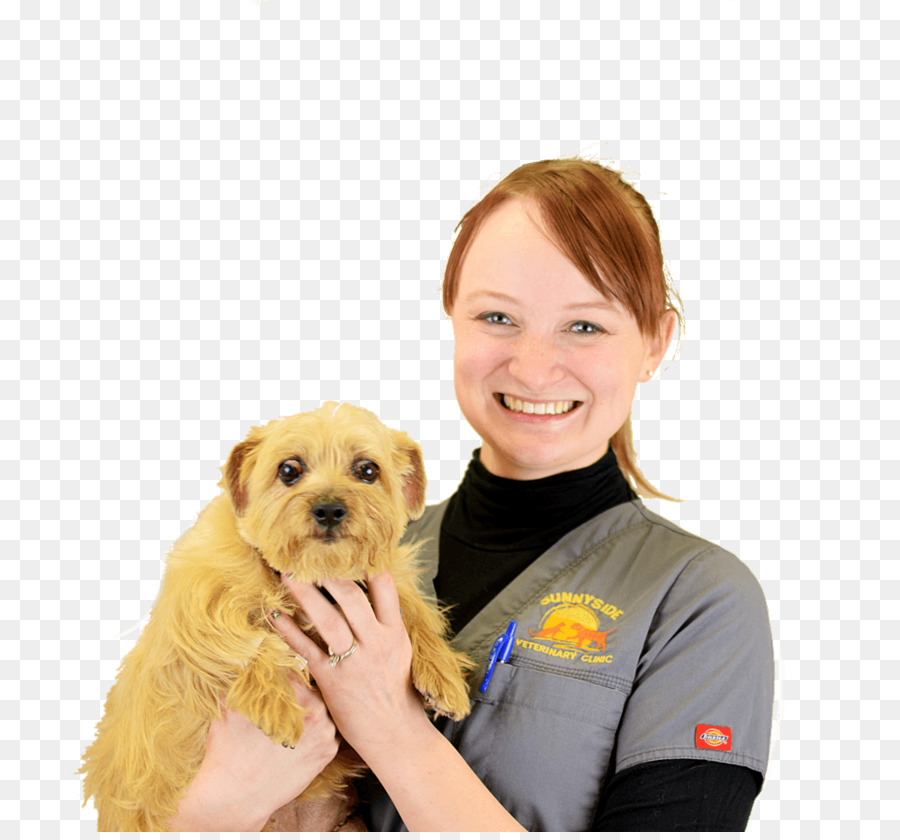 Raza De Perro，Norfolk Terrier PNG