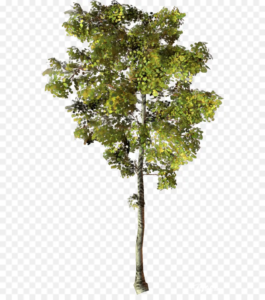 Rama，Árbol PNG