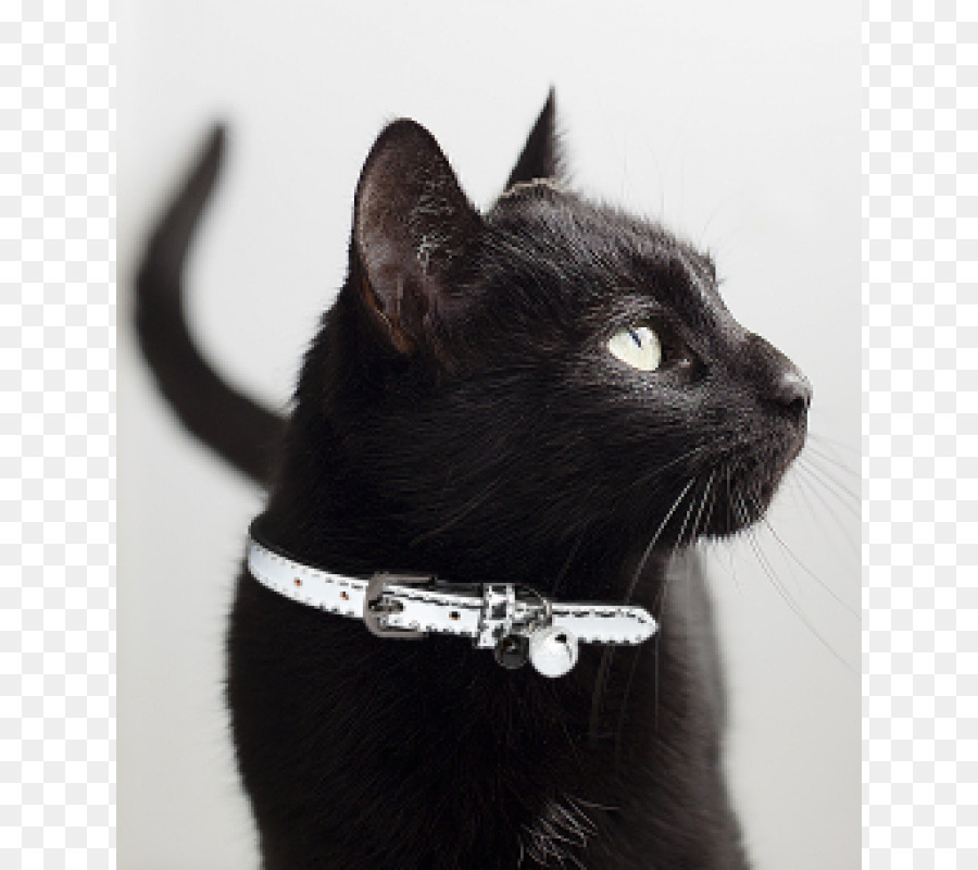 Gato Negro，Bombay Gato PNG