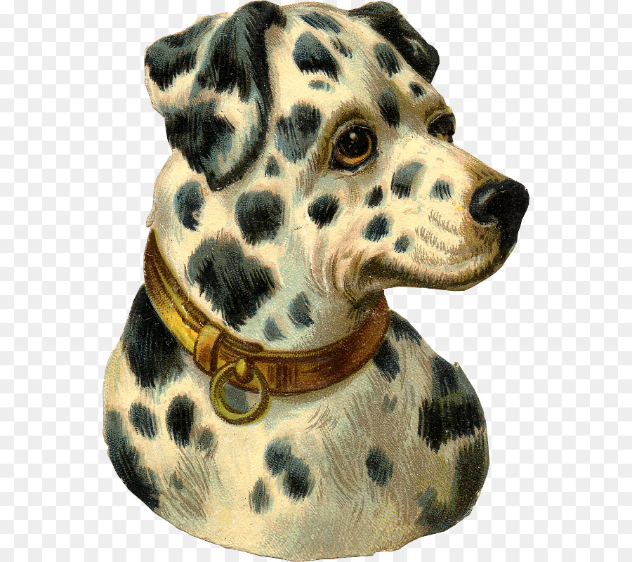 Perro Dálmata，Cachorro PNG