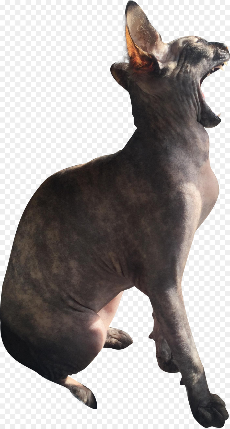 Gato，Perro PNG