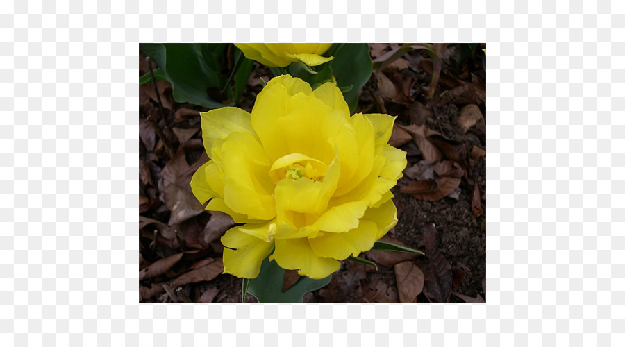 Floribunda，Canna PNG