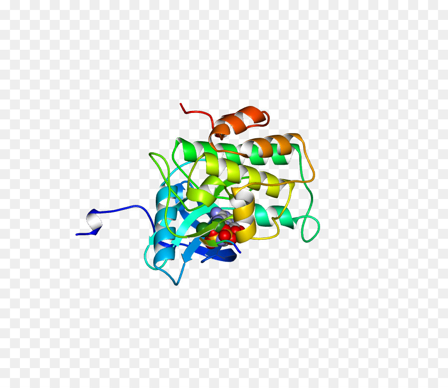 Estructura De La Proteína，Molécula PNG