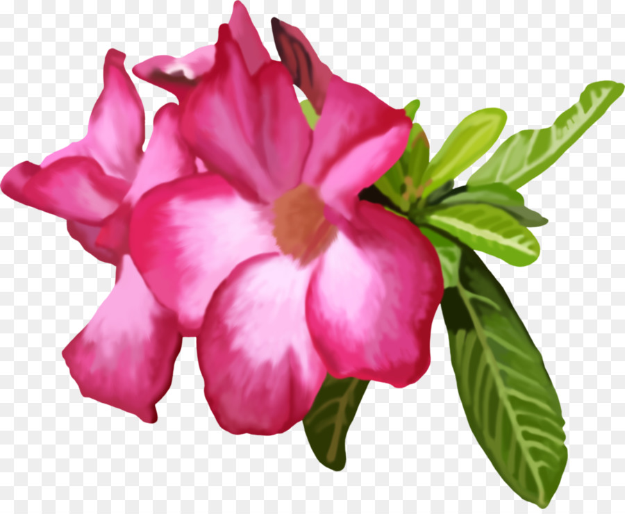 Azalea，Las Flores Cortadas PNG