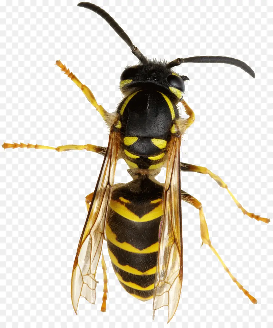 Hornet，Abeja PNG