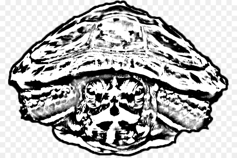 Tortuga，Cráneo PNG