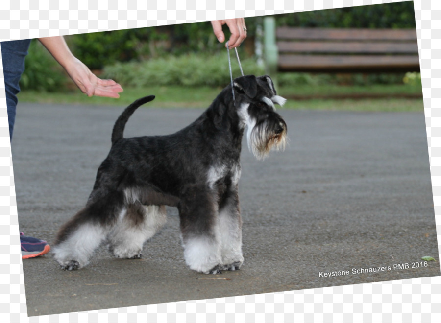 Schnauzer Miniatura，Schnauzer Estándar PNG