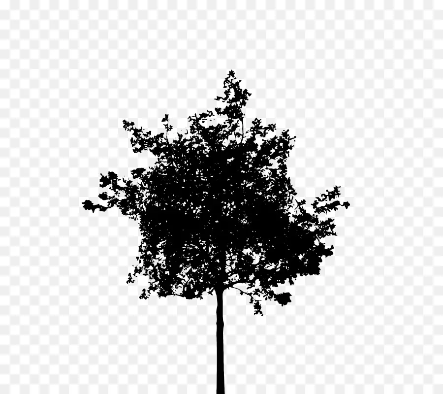 Silueta，Árbol PNG