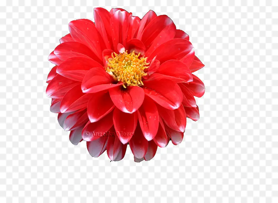 Flor Roja，Pétalos PNG